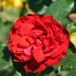 Photo de la rose 'Chorus'