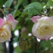 Couple de roses en photo