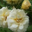 Rosa 'Claire Jacquier' est une rose ancienne, rosier Noisette.
