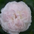  Rosa 'Claudia Augusta'  prise dans les jardins de la collection loubert
