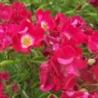 La rose 'Clematis' est une rose ancienne, un rosier wichuraiana.