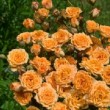 Superbe inflorescence de rose clémentine