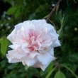 Rosa 'Climbing Cécile Brunner' est un rosier ancien.La floraison est ininterrompue et florifère.
