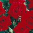 Bouquet de fleurs du rosier 'Climbing Ena Harkness'