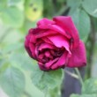 Rosier de la roseraie de l'Hay les Roses