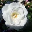  Rosa 'Climbing Iceberg'  est un rosier grimpant issu d'une mutation de Rosa 'Iceberg' obtenue par le britannique Cant en 1968.