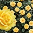 Rosier grimpant 'Landora' en inflorescence