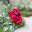 Rose grimpante dans une roseraie