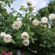 Buisson de rose blanche