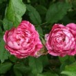 Roses 'Commandant Beaurepaire'