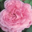 Photo de la rose 'Comte de Chambord'