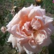 La rose 'Comtesse de Noghera' est une rose ancienne, un rosier thé.