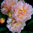Bouquet de rose 'Cornelia' en pleine floraison