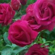 La rose 'Coronation' est une rose ancienne, un rosier wichuraiana. 
