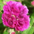  Rosa 'Corporal Johann Nagy'  est un hybride de setigera non remontant.