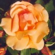 Rose 'Crepuscule'