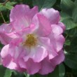  Rosa 'Declic' est un rosier moderne à port arbustif. 