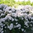 La rose 'Dentelle de Bruges' est un rosier buissonnant.