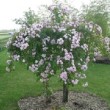 Rosier 'Dentelle de Malines' en fleur