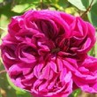  Rosa 'Deuil de Paul Fontaine'  est un rosier mousseux remontant.