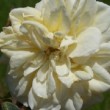  Rosa 'Devoniensis' est un rosier thé remontant.