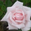 Rosa 'Docteur W. Van Fleet' est un rosier Wichurana.