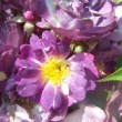 La rose 'Donau' est une rose ancienne, un rosier wichuraiana. 