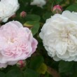 Rosa 'Duchesse de Grammont' est un rosier noisette remontant.