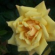  Rosa 'Dukat' est un rosier Hybride de wichuraiana