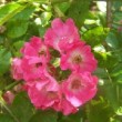 Rosa 'Eisenach' est un rosier hybride de wichuraiana non remontant.
