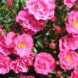 Photo de la rose 'Emera'