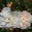 Rosa 'Ernst Grandpierre'  est un hybride de wichuraiana non remontant.