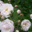  Rosa 'Ethel' est un rosier hybride de wichuraiana non remontant.