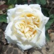 Rosa 'Etoile de Lyon' est une rose ancienne, un rosier thé.