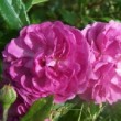  Rosa 'Excellenz von Schubert' est un rosier polyantha.