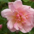  Rosa 'Félicia'  est un hybride de moschata remontant.