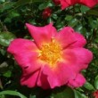  Rosa 'Feu d'Artifice'  est un rosier grimpant à grandes fleurs , non remontant.