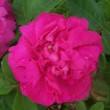  Rosa 'Fornarina' est un rosier mousseux remontant.