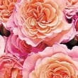 Photo de la rose 'Fox Trot'