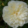  Rosa 'François Foucard' est un hybride de wichuraiiana non remontant.