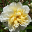  Rosa 'François Guillot' est un hybride wichuraiana non remontant.