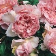 Photo de la rose 'François Juranville'