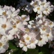 Rosa 'Francis E. Lester' est un rosier grimpant, hybride de Moschata.