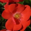  Rosa 'Fred Loads' est un buisson remontant.
