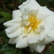  Rosa 'Gardenia' est un hybride de wichuraiiana horwarth non remontant.