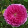  Rosa 'Geschwind Orden' est un hybride de multiflora non remontant. 