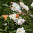Bouton de rose