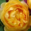 Photo de rose 'Golden Celebration' prise par les Pépinières HUCHET 