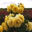 Rosier 'Golden Gate' ® en fleur
