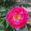  Rosa 'Greenmantle' est un rosier hybride de rubiginosa non remontant.